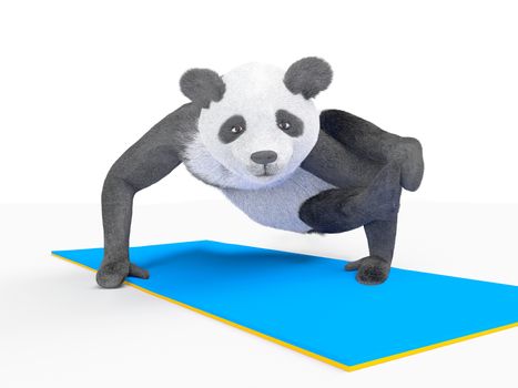 Cute sporty animal panda is working out excersises. athletic strong personage practicing difficult yoga posture on white background
