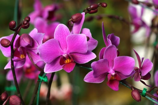 orchid flower