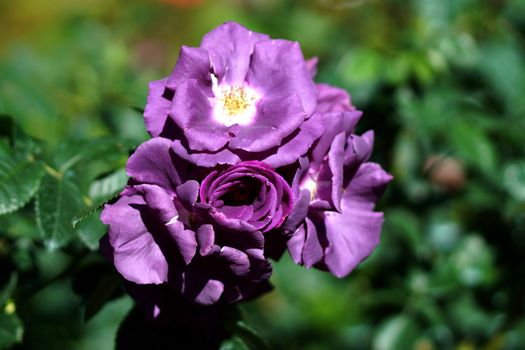 New Rose Introductions from Chamblee Rose Nursery - Blue For You