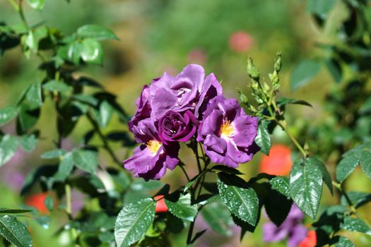 New Rose Introductions from Chamblee Rose Nursery - Blue For You