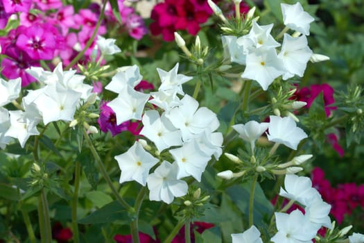 flower in the garden