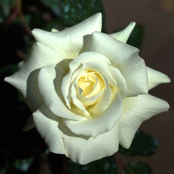 White roses close up.
