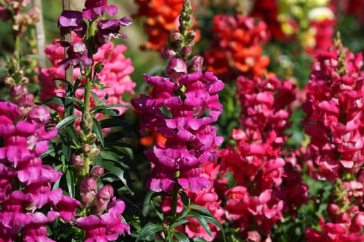 crimson antirrhinum (snapdragon) flower