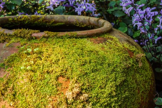 Moss on ancient pottery