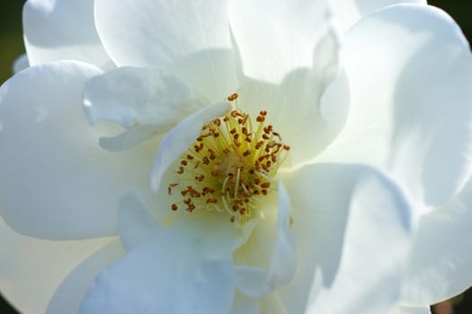 Close-up of white roses and pollen.