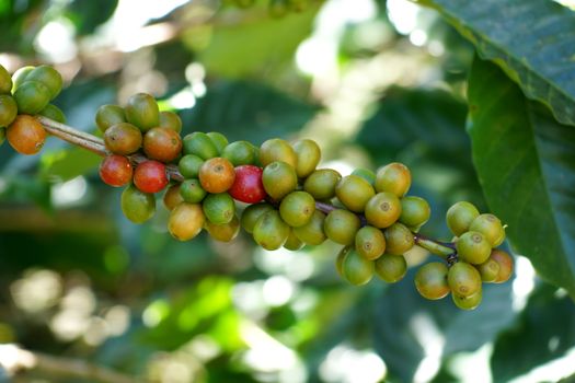 Fresh coffee beans on the tree