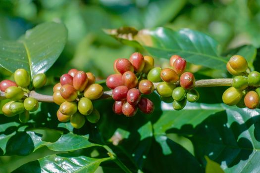 Fresh coffee beans on the tree