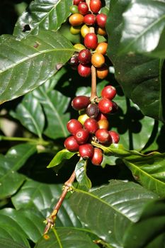 Fresh coffee beans on the tree