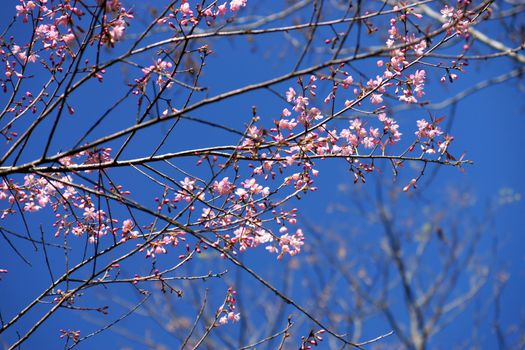 Pink Flower "Wild Himalayan Cherry".