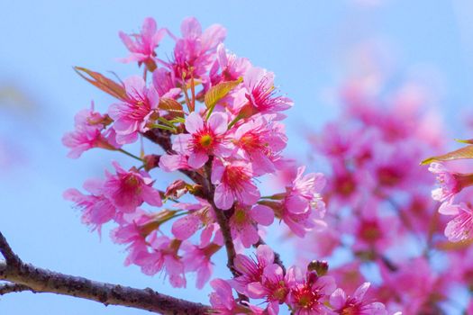 Pink Flower "Wild Himalayan Cherry".