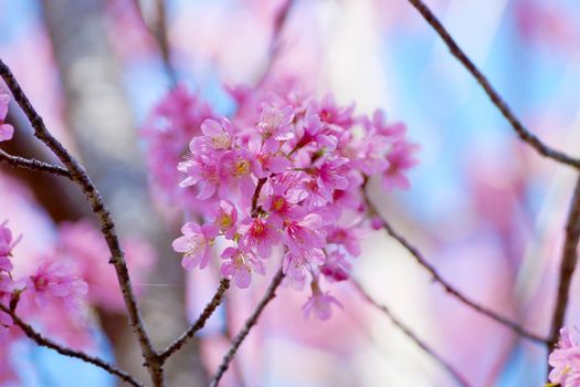 Pink Flower "Wild Himalayan Cherry".