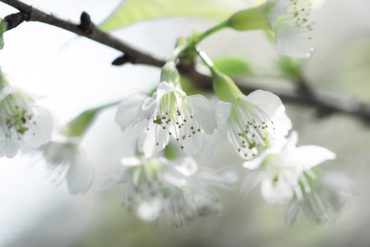 White flower "Wild Himalayan Cherry".