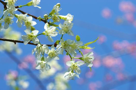 White flower "Wild Himalayan Cherry".