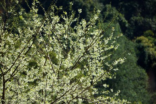 White flower "Wild Himalayan Cherry".