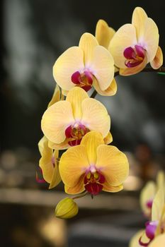 orchid flower