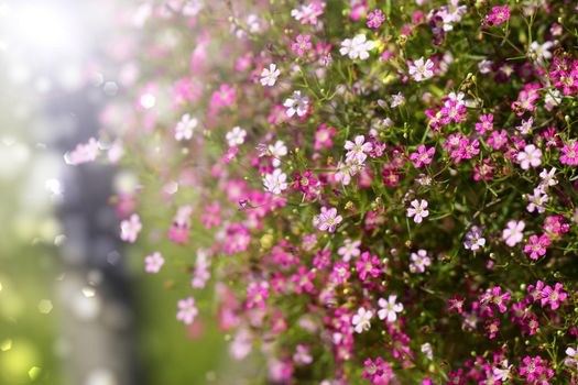 Closeup gypsophila flower.