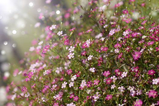 Closeup gypsophila flower.