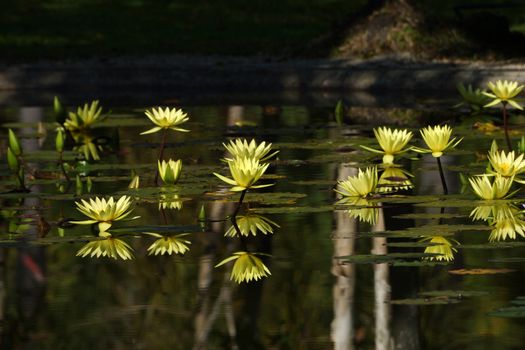 beautiful waterlily or lotus flower