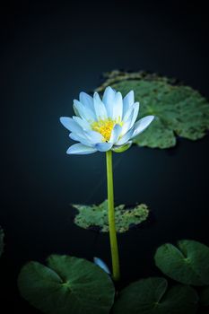 Blue water lily