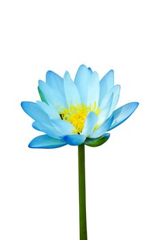 Blue water lily isolate on white background.