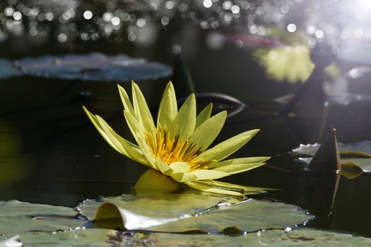 beautiful waterlily or lotus flower