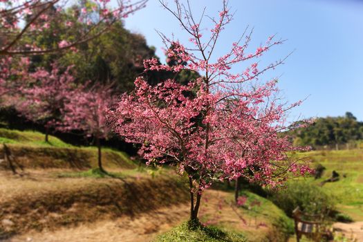 Pink Flower "Wild Himalayan Cherry" (Prunus cerasoides)