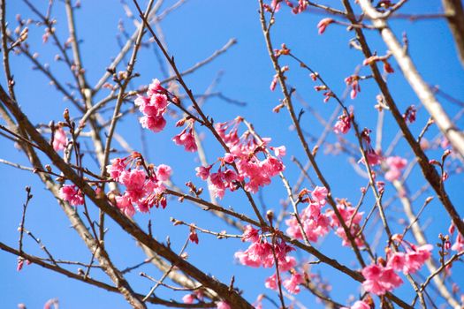 Pink Flower "Wild Himalayan Cherry" (Prunus cerasoides)