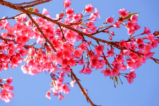 Pink Flower "Wild Himalayan Cherry" (Prunus cerasoides)