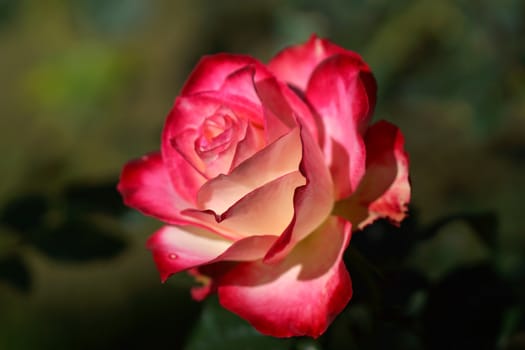 Red roses close up.