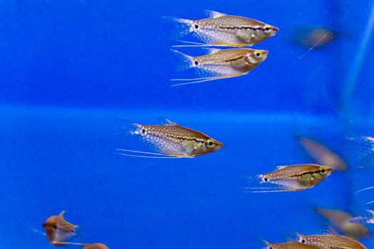 Photo of aquarium fishs in blue water