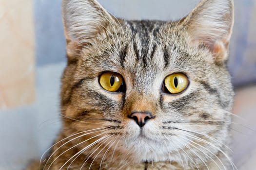 Photo of cat portrait with yellow eyes 