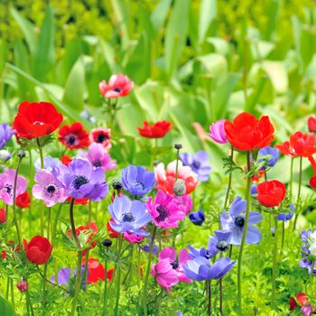 Anemone flowers on field in spring time