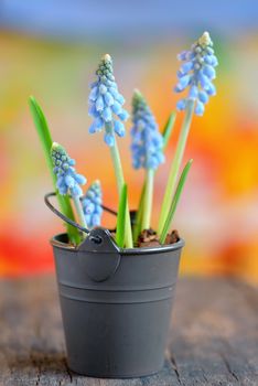 Muscari neglectum flowers in a small bucket