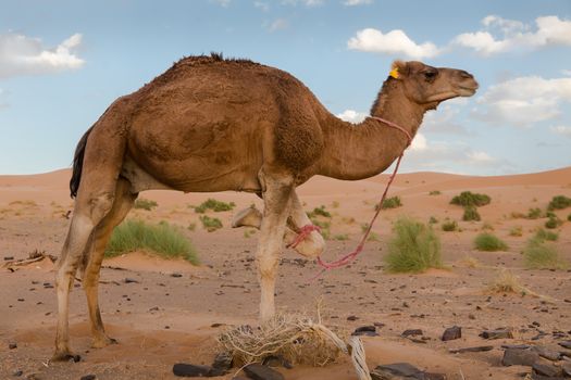 camel standing in desert with three legs,  Sahara Desert, Morocco