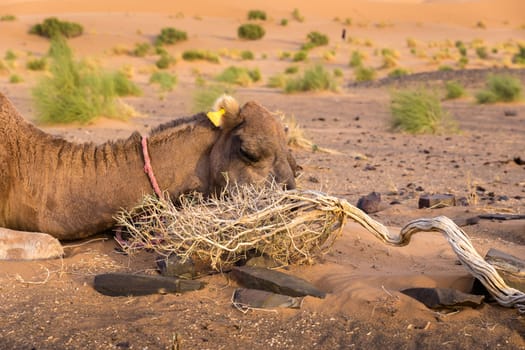 camel chews thorn in desert, Sahara Desert, Morocco