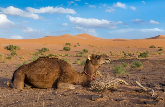 Camel lies in the Sahara Desert Dunes in the background, Morocco
