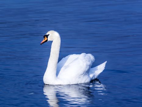 white swan swimming on the water of a calm lake