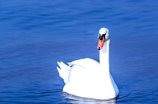 white swan swimming on the water of a calm lake