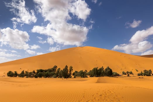 oasis in the Sahara desert on the background sand dunes, Morocco