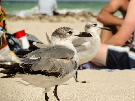 Gulls trotting on the sand between sunbathers.