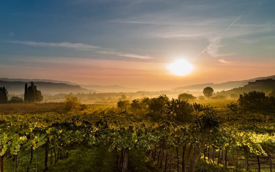 The sun rises in the vineyards and dissolves the morning mist.
