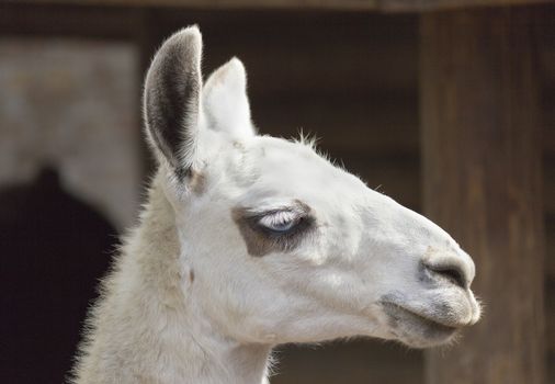 Lama glama portrait

