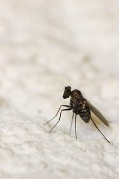 Very small  long legged fly (Medetera jacula) on the wall facade