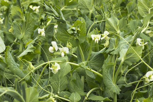 Green peas in bloom in the vegetable garden 

