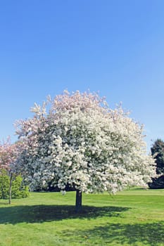 Blooming apple tree on green grass over blue sky background