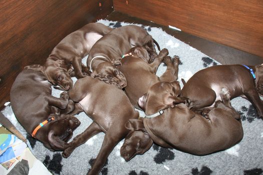 German shorthaired pointer puppies, 8 weeks old, solid liver