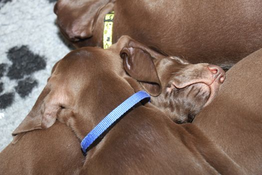 German shorthaired pointer puppies, 8 weeks old, solid liver