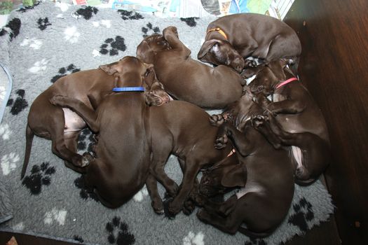 German shorthaired pointer puppies, 8 weeks old, solid liver