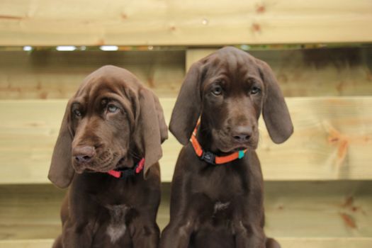 German shorthaired pointer puppies, 8 weeks old, solid liver, sisters