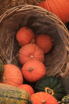 Fresh harvested pumpkins for decorative purposes